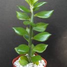 New Arrival Pereskiopsis Spathula, grafting stockcactus rare graft leaf cacti 5 plants 4"" New Arrival Pereskiopsis Spathula, grafting stockcactus rare graft leaf cacti 5 plants 4""