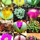 Top-Quality RARE ARGYRODERMA MIX succulent cactus mixed living stones rocks seed20 SEEDS Top-Quality RARE ARGYRODERMA MIX succulent cactus mixed living stones rocks seed20 SEEDS