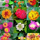 Premium FLOWERING LANTANA MIX | Shrub Verbenas Butterfly Garden Ham And Eggs 20 seeds Premium FLOWERING LANTANA MIX | Shrub Verbenas Butterfly Garden Ham And Eggs 20 seeds