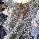 Top-Quality Astrophytum capricorne exotic cacti desert plant japan rare cactus seed 50 SEEDS