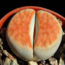 Best-Selling Lithops Karasmontana ORANGE ICE, rare living stones rare mesembs seed 100 SEEDS Best-Selling Lithops Karasmontana ORANGE ICE, rare living stones rare mesembs seed 100 SEEDS