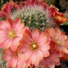 Limited Edition Rebutia fiebrigii, exotic rare cactus globular flowering cacti seed 100 SEEDS