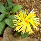 Best-Selling RARE PLEIOSPILOS MAGNIPUNCTATUS | succulent mesembs living stones seed 20 SEEDS Best-Selling RARE PLEIOSPILOS MAGNIPUNCTATUS | succulent mesembs living stones seed 20 SEEDS