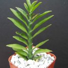 Premium PEDILANTHUS TITHYMALOIDES v NANA miniature exotic shape cactus rare plant 2"" Premium PEDILANTHUS TITHYMALOIDES v NANA miniature exotic shape cactus rare plant 2""