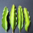 Top-Quality Hylocereus undatus grafting stock pereskiopsis cactus grafted cacti 5 cuttings Top-Quality Hylocereus undatus grafting stock pereskiopsis cactus grafted cacti 5 cuttings