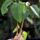 Best-Selling Ficus Palmeri rare caudex exotic bonsai succulent tree seed pack10 seeds Best-Selling Ficus Palmeri rare caudex exotic bonsai succulent tree seed pack10 seeds