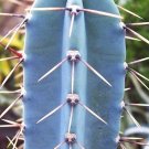 Top-Quality Cereus Hankeanus, grafting stock grafted cacti night flower cactus seed 20 SEEDS