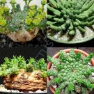 Best-Selling EUPHORBIA GORGONIS | exotic rare succulent cactus cacti plant semi seed 5 SEEDS