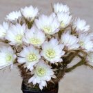 New Arrival Echinopsis ancistrophora cactus plant flowering succulent cacti seed 100 seeds New Arrival Echinopsis ancistrophora cactus plant flowering succulent cacti seed 100 seeds