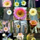 Best-Selling FLOWERING PILOSOCEREUS variety mix rare columnar cacti exotic seed 20 seeds Best-Selling FLOWERING PILOSOCEREUS variety mix rare columnar cacti exotic seed 20 seeds