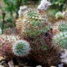 Limited Edition Frailea gracillina ssp horstii exotic cacti rare flowering bonsai seed 50 SEEDS Limited Edition Frailea gracillina ssp horstii exotic cacti rare flowering bonsai seed 50 SEEDS