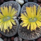 Best-Selling Lithops aucampiae rare living stone mesemb ice rock plant cacti seed 30 SEEDS Best-Selling Lithops aucampiae rare living stone mesemb ice rock plant cacti seed 30 SEEDS