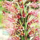 Exclusive AGAVE FILIFERA|rare succulent thread leaf plant exotic garden seed 100 SEEDS Exclusive AGAVE FILIFERA|rare succulent thread leaf plant exotic garden seed 100 SEEDS