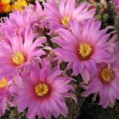 Best-Selling Echinocereus adustus | exotic flowering cacti rare flower cactus seed 100 SEEDS Best-Selling Echinocereus adustus | exotic flowering cacti rare flower cactus seed 100 SEEDS