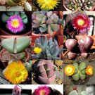 Exclusive COLOR PLEIOSPILOS MIX succulent cactus mixed living stones rocks seed 100 SEEDS Exclusive COLOR PLEIOSPILOS MIX succulent cactus mixed living stones rocks seed 100 SEEDS