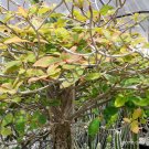 Best-Selling EUPHORBIA BONGOLAVENSIS exotic rare succulent cactus cacti plant seed-5 SEEDS