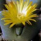 Best-Selling Cheiridopsis herrei, rare living stones mesembs ice plant cactus seed 50 SEEDS Best-Selling Cheiridopsis herrei, rare living stones mesembs ice plant cactus seed 50 SEEDS