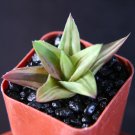 Top-Quality Aloe Wansley variegated exotic rare cactus cacti agave euphorbia bonsai2"" pot
