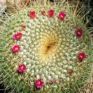 Limited Edition Mammillaria neopotosina exotic pincushion flowering cacti rare cactus 100 SEEDS Limited Edition Mammillaria neopotosina exotic pincushion flowering cacti rare cactus 100 SEEDS
