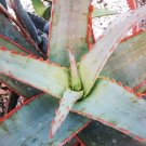 Top-Quality Aloe cultivar SUNSET | exotic hybrid rare color succulent cactus seed 10 SEEDS Top-Quality Aloe cultivar SUNSET | exotic hybrid rare color succulent cactus seed 10 SEEDS