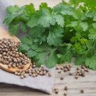 Best-Selling Cilantro Seeds, Coriander herb plant seed Coriandrum Sativum 100 Seeds Best-Selling Cilantro Seeds, Coriander herb plant seed Coriandrum Sativum 100 Seeds