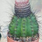 New Arrival Melocactus Rubrispinus, cacti rare cactus seed 50 SEEDS New Arrival Melocactus Rubrispinus, cacti rare cactus seed 50 SEEDS