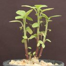 Premium DORSTENIA RADIATA rare succulents caudex exotic caudiciform africa seed 5 SEEDS Premium DORSTENIA RADIATA rare succulents caudex exotic caudiciform africa seed 5 SEEDS