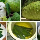 Exclusive 25 FRESH Organic Soursop Leaves hojas Guan Exclusive 25 FRESH Organic Soursop Leaves hojas Guan