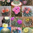 Exclusive FEROCACTUS MIX rare flowering cactus exotic cacti desert succulent seed 20 seeds Exclusive FEROCACTUS MIX rare flowering cactus exotic cacti desert succulent seed 20 seeds