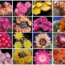 Best-Selling Lobivia variety MIX | cacti rare cactus seed 30 SEEDS Best-Selling Lobivia variety MIX | cacti rare cactus seed 30 SEEDS