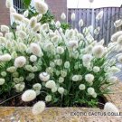 Limited Edition LAGURUS OVATUS bunny tails hare's tail grass rare exotic flowering seed 15 seeds