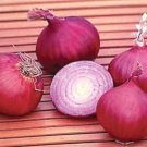 New Arrival ONION - Red Creole, onios Allium Cepa vegetable herb salad spice seed -100 seeds New Arrival ONION - Red Creole, onios Allium Cepa vegetable herb salad spice seed -100 seeds