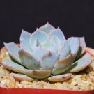 Limited Edition Echeveriacultivar subsessillis rare blue color succulent cactus plant 2"" pot Limited Edition Echeveriacultivar subsessillis rare blue color succulent cactus plant 2"" pot