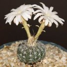 Premium Discocactus horstii Hybrid exotic fragance cacti aloe rare cactus seed 100 SEEDS Premium Discocactus horstii Hybrid exotic fragance cacti aloe rare cactus seed 100 SEEDS