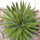 New Arrival Agave Filifera Schidigera, thread-leaf succulent aloe plant rare seed -15 SEEDS New Arrival Agave Filifera Schidigera, thread-leaf succulent aloe plant rare seed -15 SEEDS