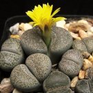 Limited Edition LITHOPS TERRICOLOR, rare mesembs exotic succulent living stones cactus 100 SEEDS Limited Edition LITHOPS TERRICOLOR, rare mesembs exotic succulent living stones cactus 100 SEEDS