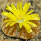Premium Lithops bromfieldii exotic color rare rock living stone ice plant seed 50 SEEDS Premium Lithops bromfieldii exotic color rare rock living stone ice plant seed 50 SEEDS