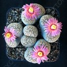 Exclusive RARE LITHOPS VERRUCULOSA ROSE OF TEXAS | exotic living stone rock seed 30 SEEDS