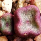 Best-Selling Conophytum cubicum, rare mesemb exotic succulents seed living stones --15 SEEDS