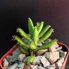 New Arrival KALANCHOE TUBIFLORA rare exotic chandelier plant mother of millions succulent 2""