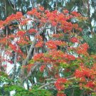 Premium Royal Poinciana Delonix flamboyan tree exotic seed 20 seeds red flower Premium Royal Poinciana Delonix flamboyan tree exotic seed 20 seeds red flower