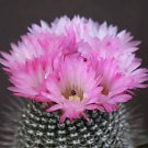 Best-Selling Notocactus rutilans parodia rare exotic cactus collection flower cacti 150 SEEDS Best-Selling Notocactus rutilans parodia rare exotic cactus collection flower cacti 150 SEEDS