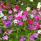 New Arrival EXOTIC NICOTIANA ALATA | mixed color flowering garden plant rare seed 20 seeds