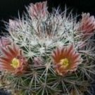 Limited Edition Mammillaria grusonii | pincushion exotic cacti rare garden cactus seed 500 SEEDS Limited Edition Mammillaria grusonii | pincushion exotic cacti rare garden cactus seed 500 SEEDS