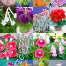 New Arrival COLOR SINNINGIA MIX rare african violets fragrant garden flower seed 100 seeds New Arrival COLOR SINNINGIA MIX rare african violets fragrant garden flower seed 100 seeds