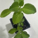 Exclusive 2 Cuban Oregano~Mexican Mint~Spanish Thyme~Well Rooted plant 5 to 7 Inches Exclusive 2 Cuban Oregano~Mexican Mint~Spanish Thyme~Well Rooted plant 5 to 7 Inches