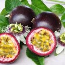 Exclusive Passiflora Edulis v. Edulis purple granadilla EDIBLE passion fruit seed 10 SEEDS Exclusive Passiflora Edulis v. Edulis purple granadilla EDIBLE passion fruit seed 10 SEEDS