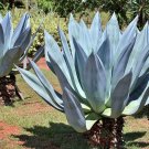 Limited Edition RARE AGAVE AMERICANA century plant | succulent exotic maguey aloe seed 15 SEEDS