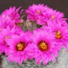 Best-Selling Mammillaria Guelzowiana cacti rare cactus seed 15 SEEDS Best-Selling Mammillaria Guelzowiana cacti rare cactus seed 15 SEEDS