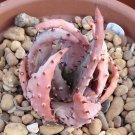 New Arrival Aloe Aculeata v. Crousiana exotic succulent rare agave hardy plant seed 50 SEEDS New Arrival Aloe Aculeata v. Crousiana exotic succulent rare agave hardy plant seed 50 SEEDS